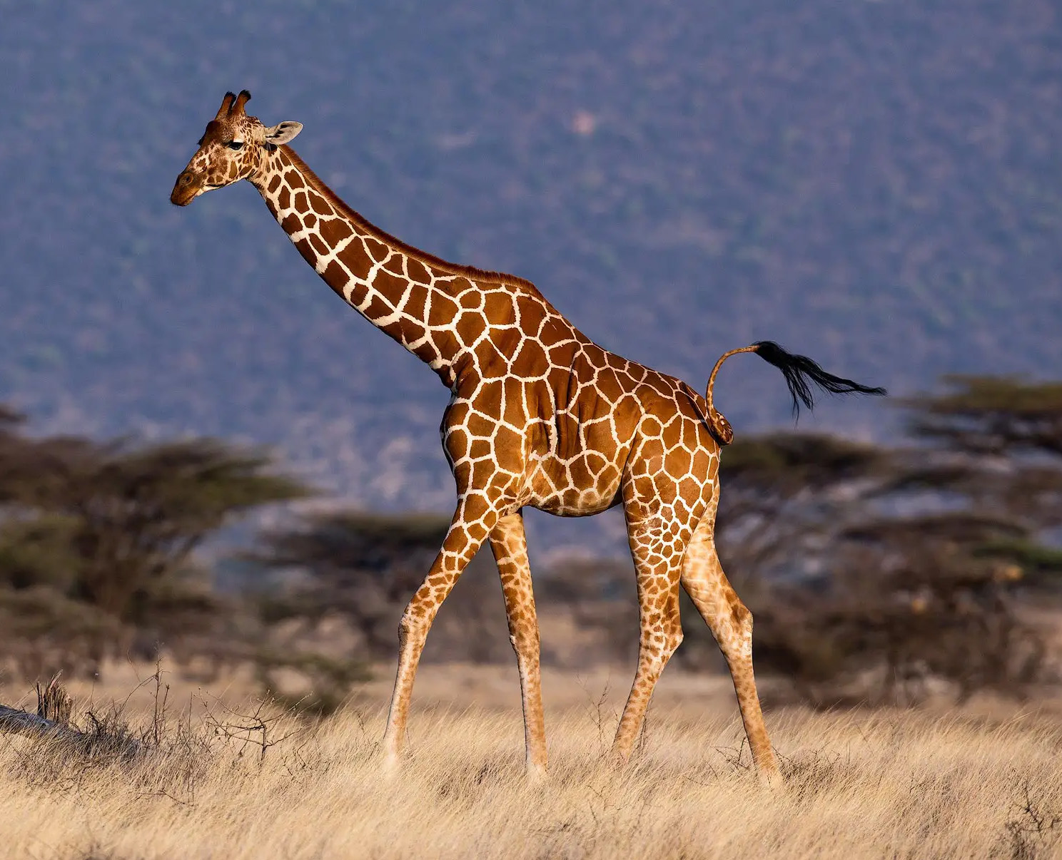 What is the tallest mammal in the world?